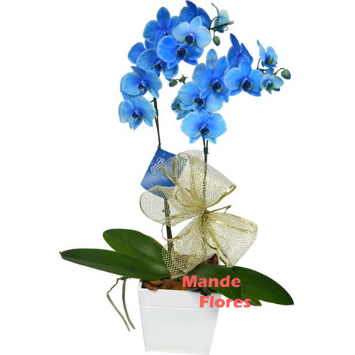 Orquídea azul decorada