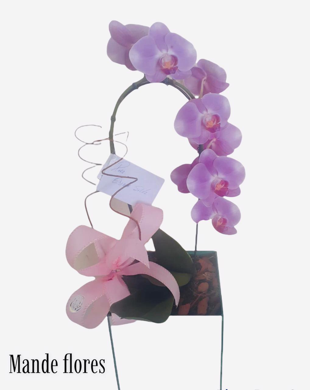 Orquídea cascata lilás