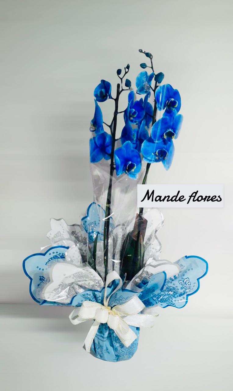 Orquídea azul plantada