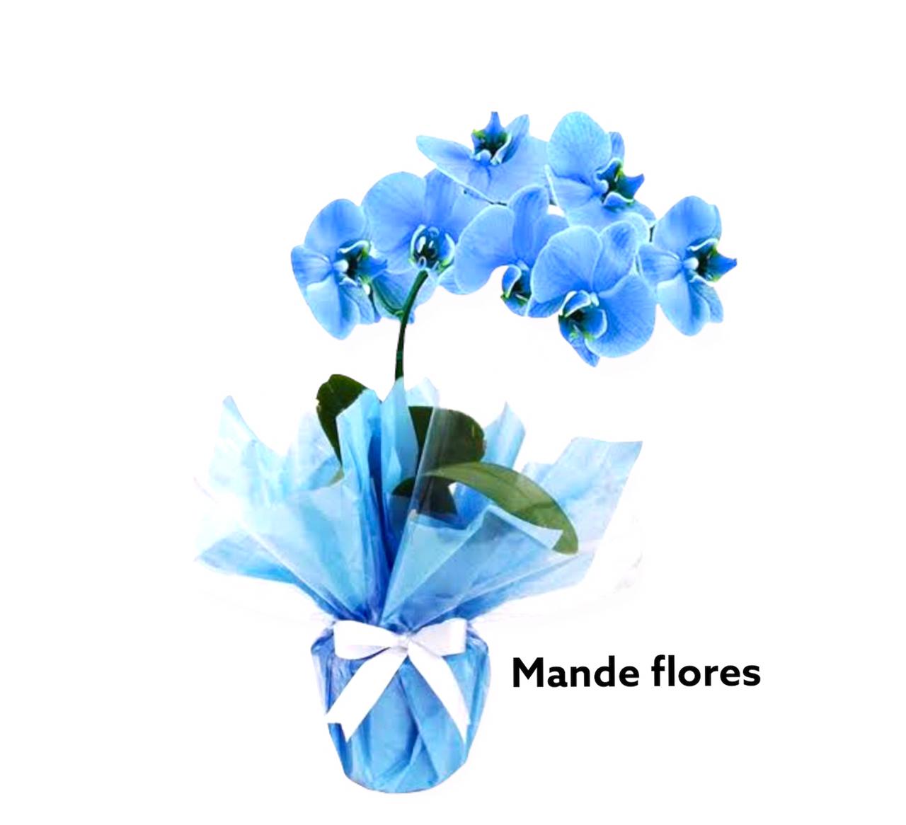 Orquidea mesclada azul