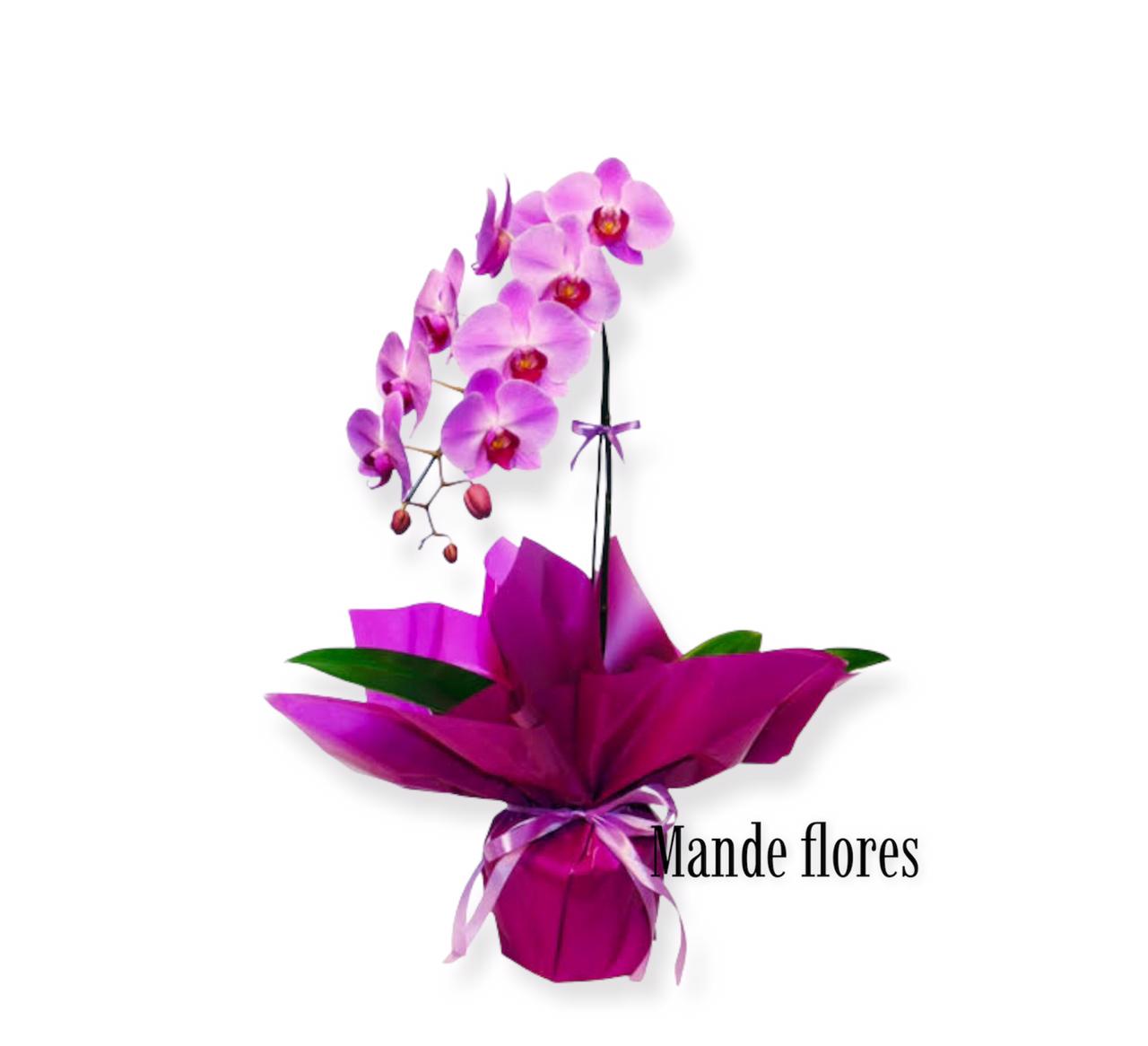 Orquídea rosada decorada