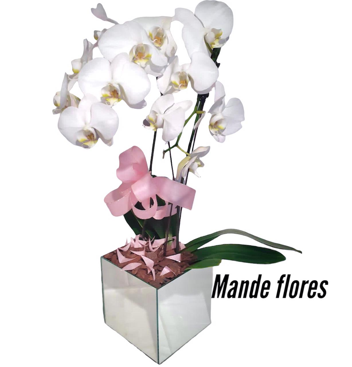 Orquídea no vaso espelhado