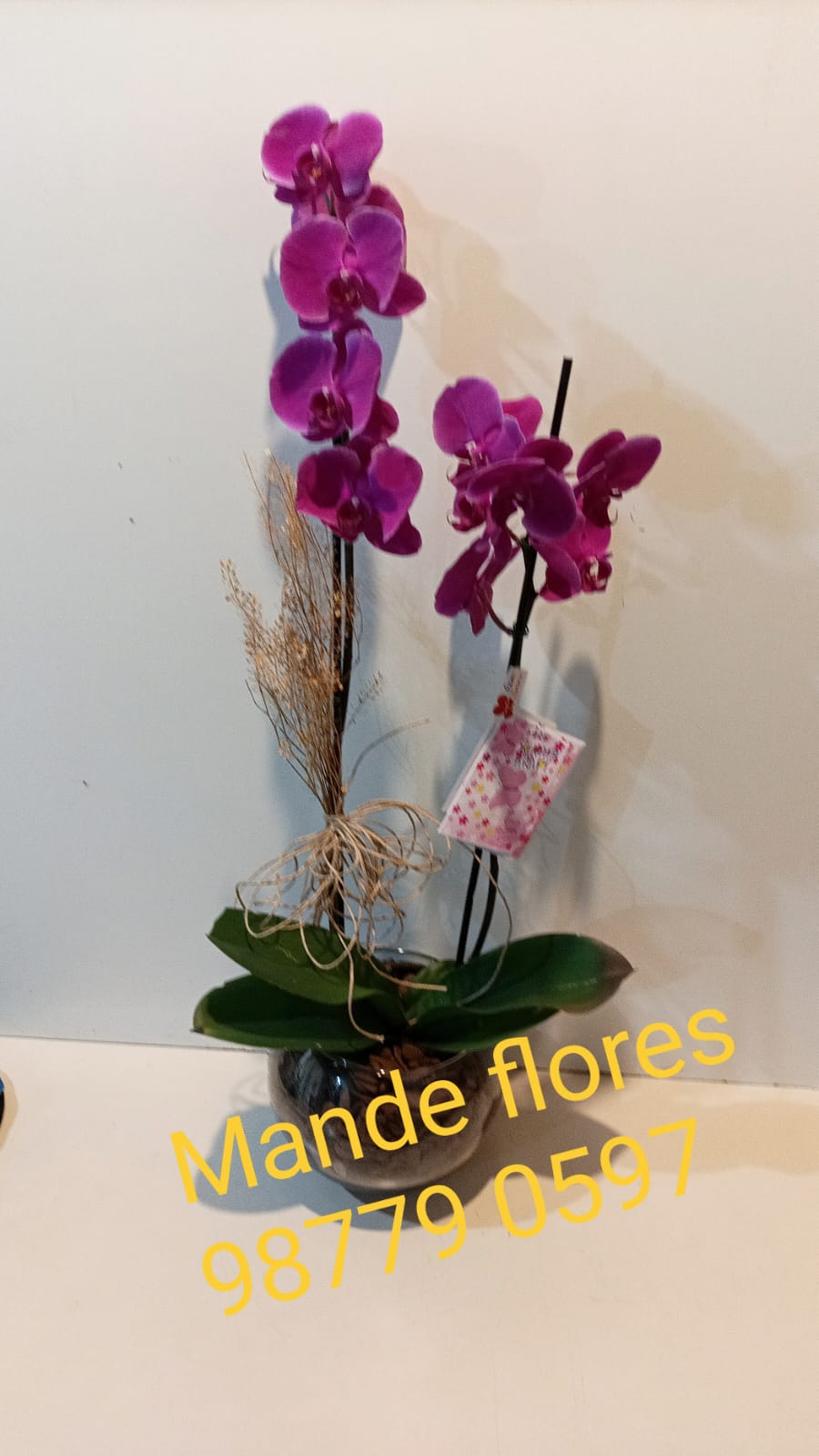 Orquídea no aquário